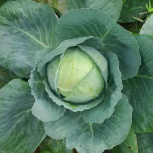 cabbage_fresh_produce