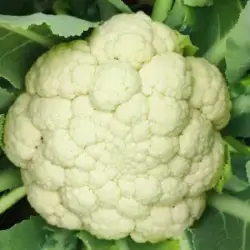 cauliflower_fresh_produce