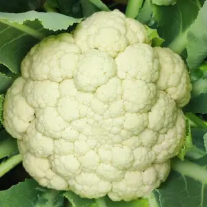 cauliflower_fresh_produce