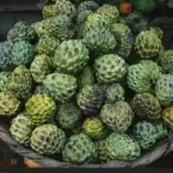 custard_apple_1