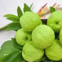 guava_fresh_produce_2