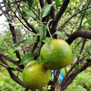 orange_fresh_produce