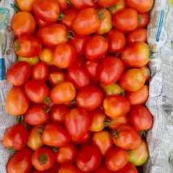 tomatoes_fresh_produce