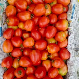 tomatoes_fresh_produce