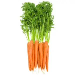 carrot-fresh