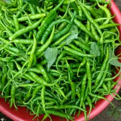 green-chilli