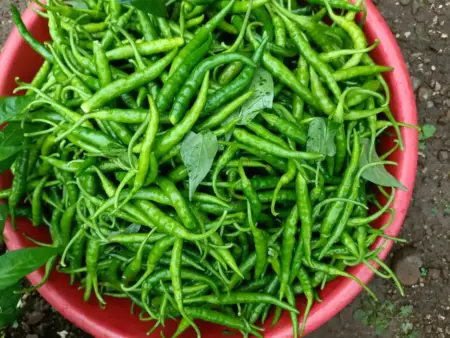 green-chilli